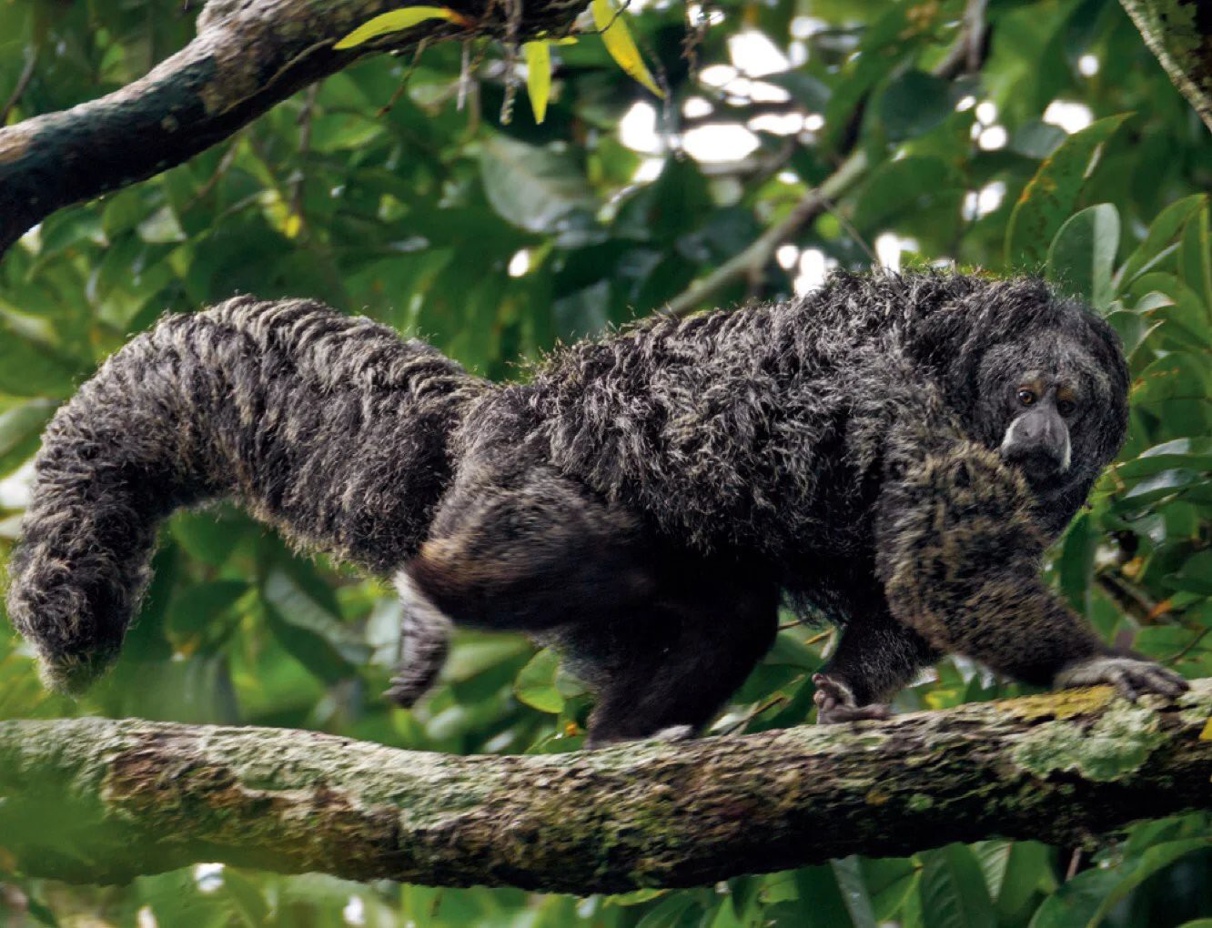 厄瓜多尔雨林待售——公园里的灵长类动物